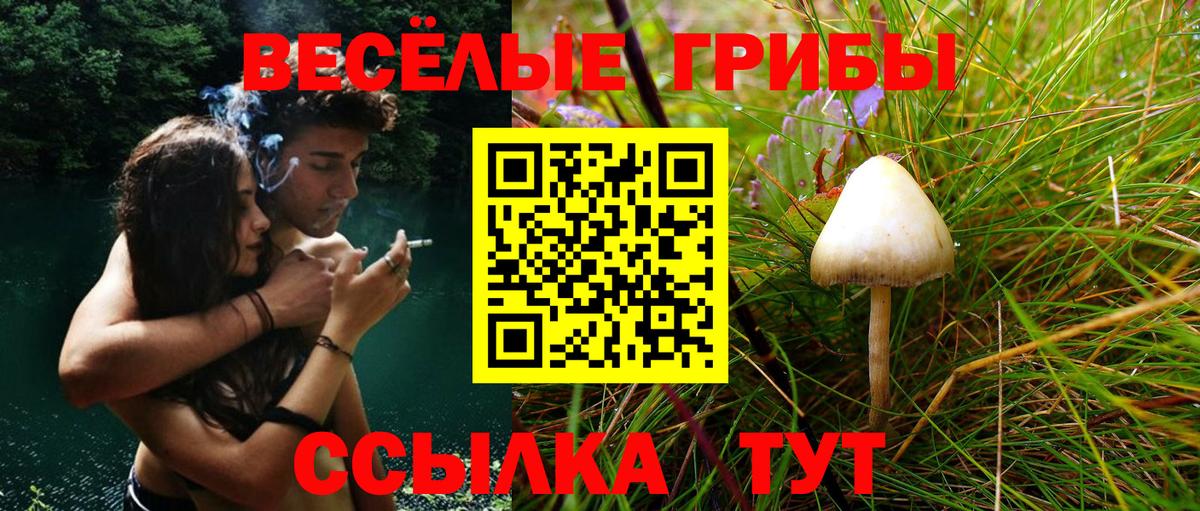 Псилоцибиновые грибы Cubensis Елабуга
